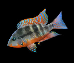 Cichlidé à bouche de feu