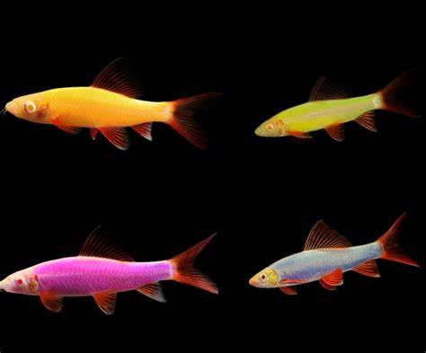 Requin arc-en-ciel Glo (couleurs assorties)