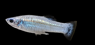 Molly nain (Poecilia chica)