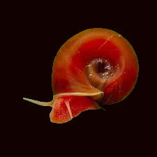 Escargot géant à cornes de bélier