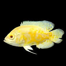 Oscar du citron albinos
