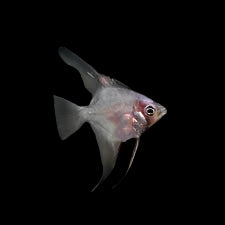 Poisson-ange à queue de voile noir