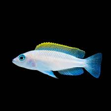 Néolamprologus caudopunctatus 1,5-2"