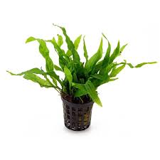 Fougère de Java (Microsorum pteropus) avec poids pour plantes