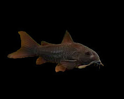 Venezuelan Black Cory