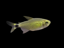 Tétra raton laveur (rare !)