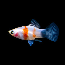 Mickey Mouse Platy blanc