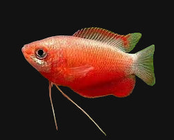 Red Honey Gourami