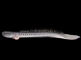 Dragon / Gobie violet