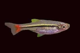 Rasbora à queue rouge