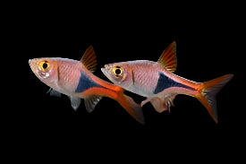 Rasbora arlequin