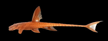 Red Lizard Catfish L10a