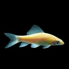 Requin vairon noir albinos