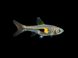 Glowlight Rasbora (T. hengeli)