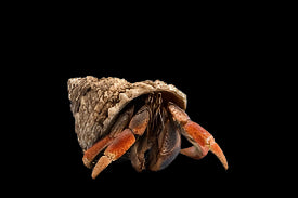 Caribbean Hermit Crab (Coenobita compressus)