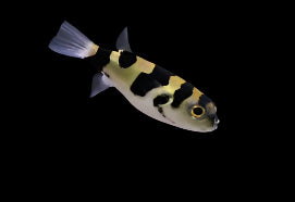 Amazone Puffer (Colomesus asellus)