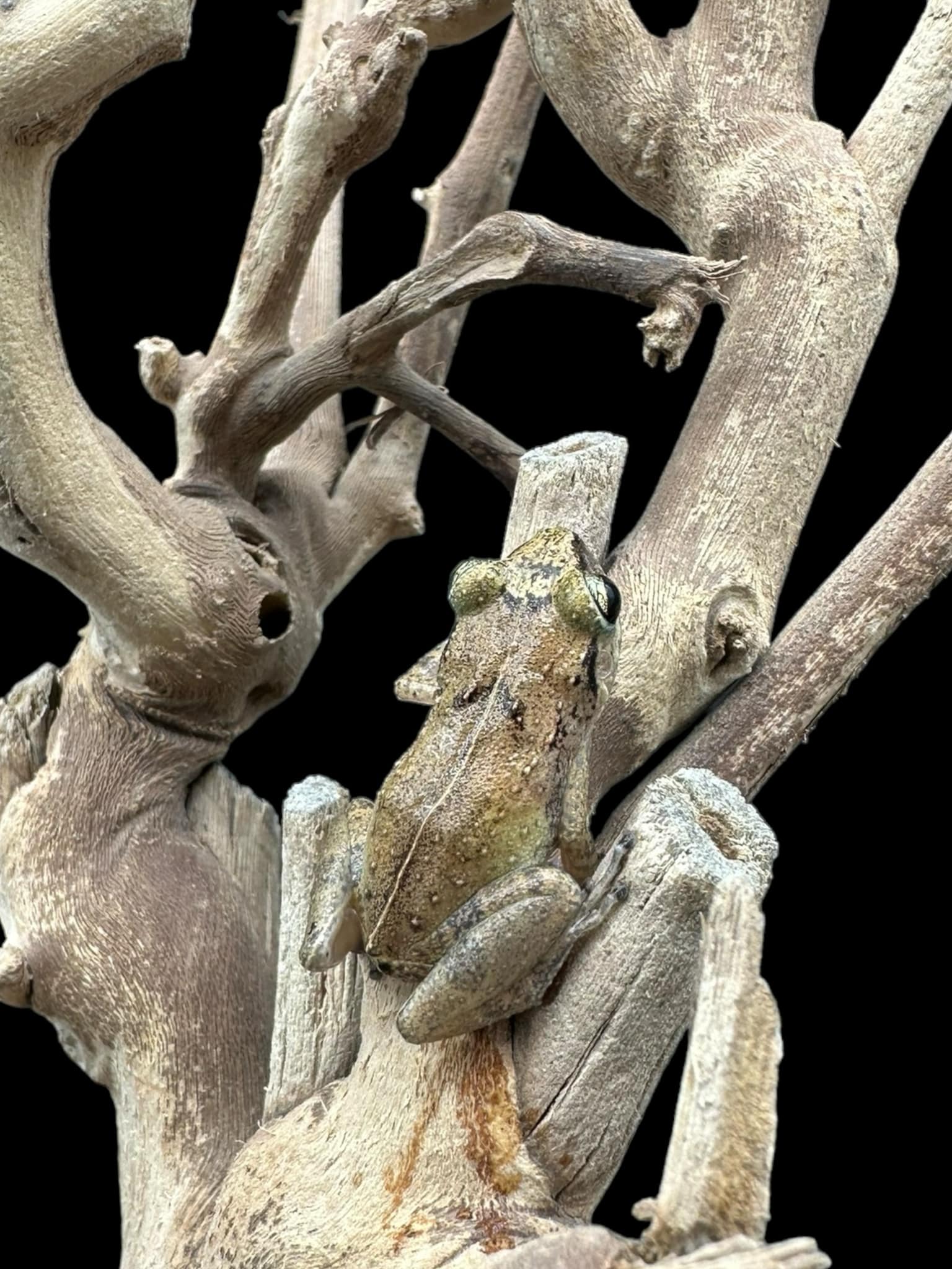 Lesser Antillean Whistling Frog