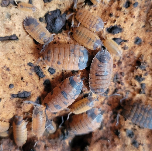 Porcellio scaber (Lava Isopod)