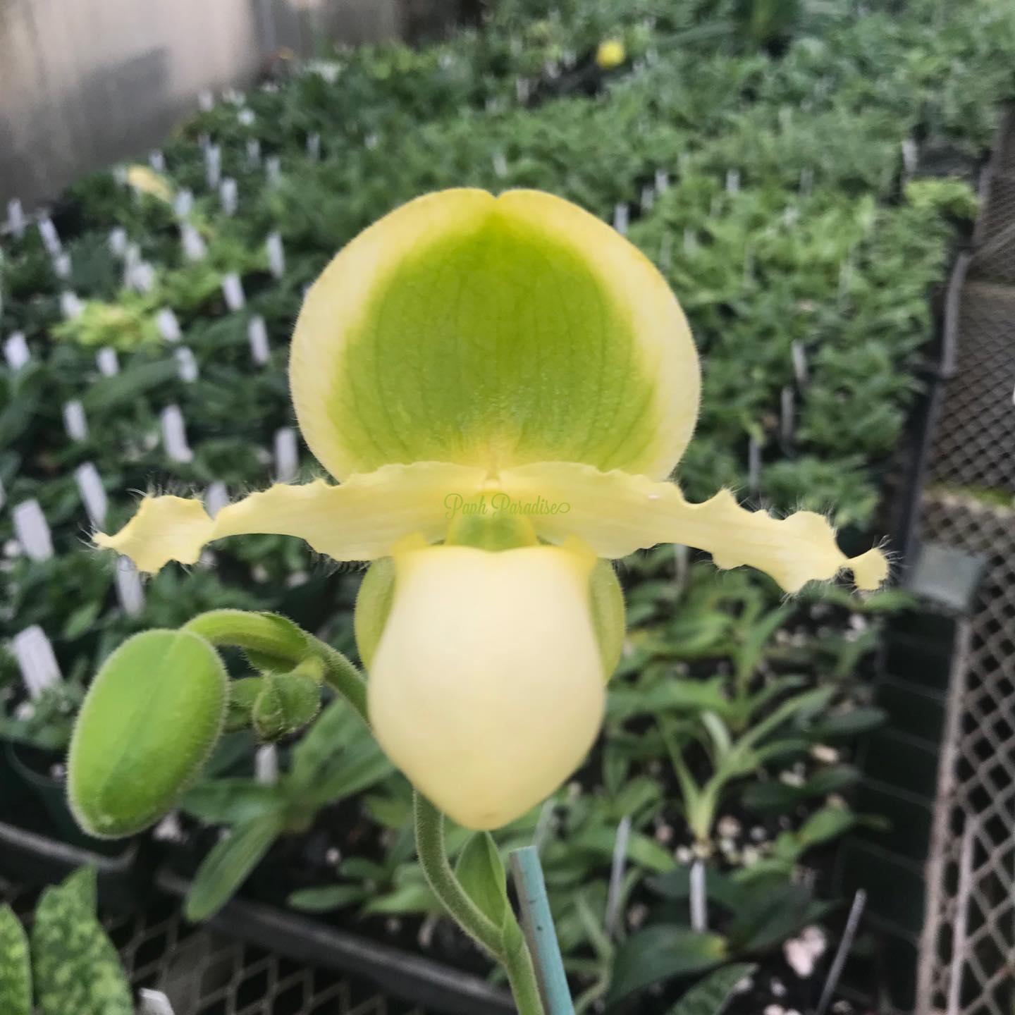Paphiopedilum Ford Hutchcraft x lowii
