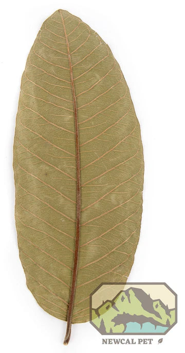NewCal Guava Leaf Litter