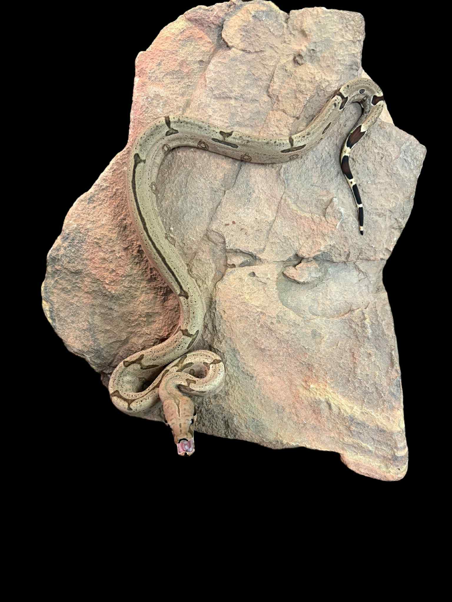 Bolivian Boa (Striped)