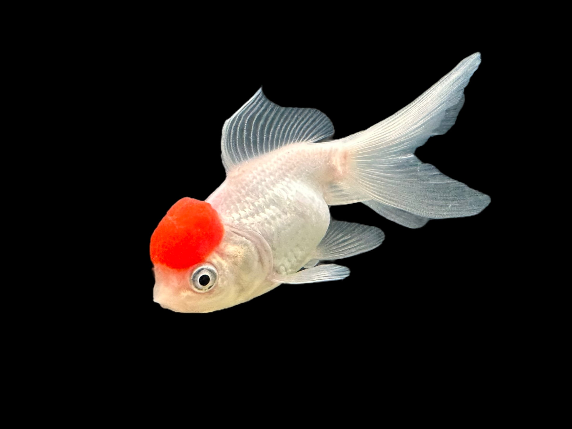 Redcap Oranda Goldfish