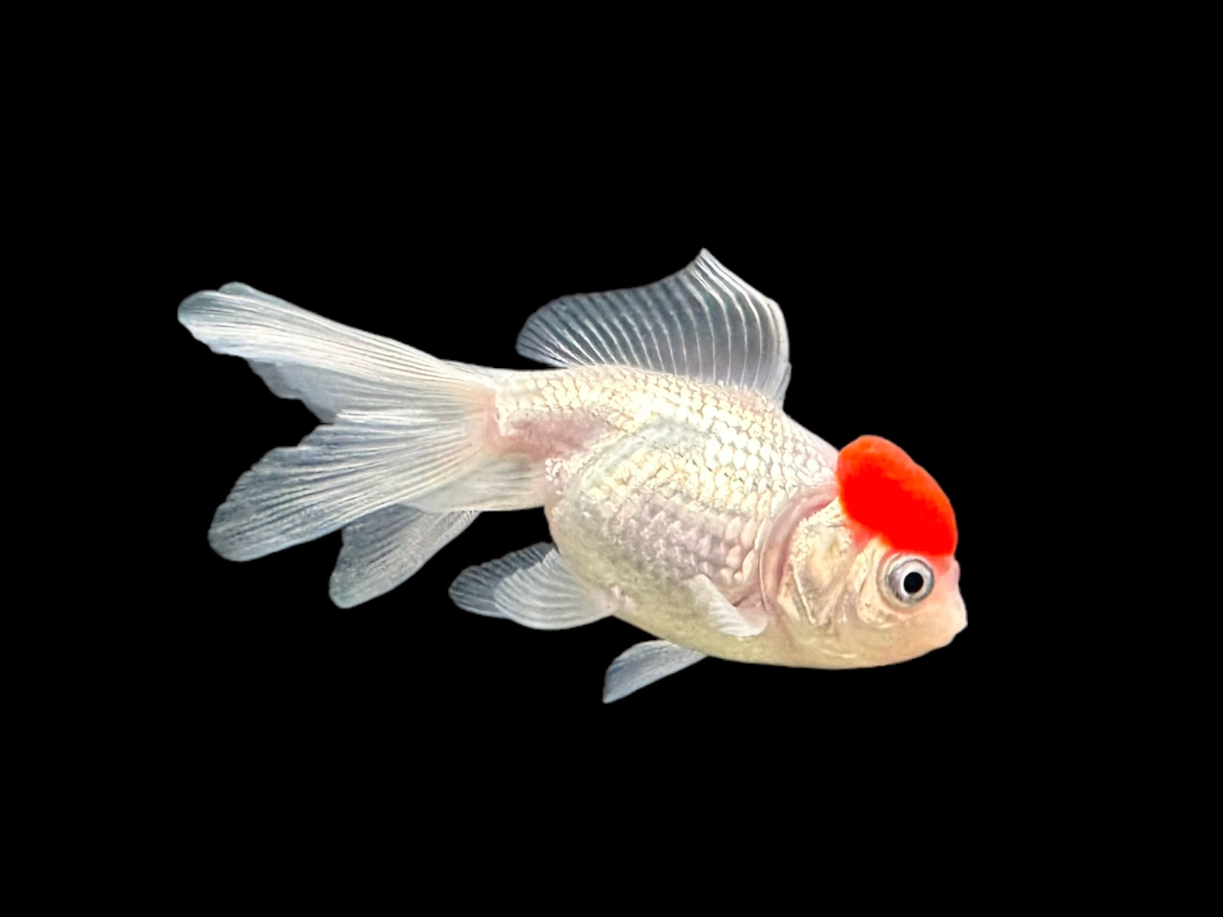 Poisson rouge Oranda à tête rouge