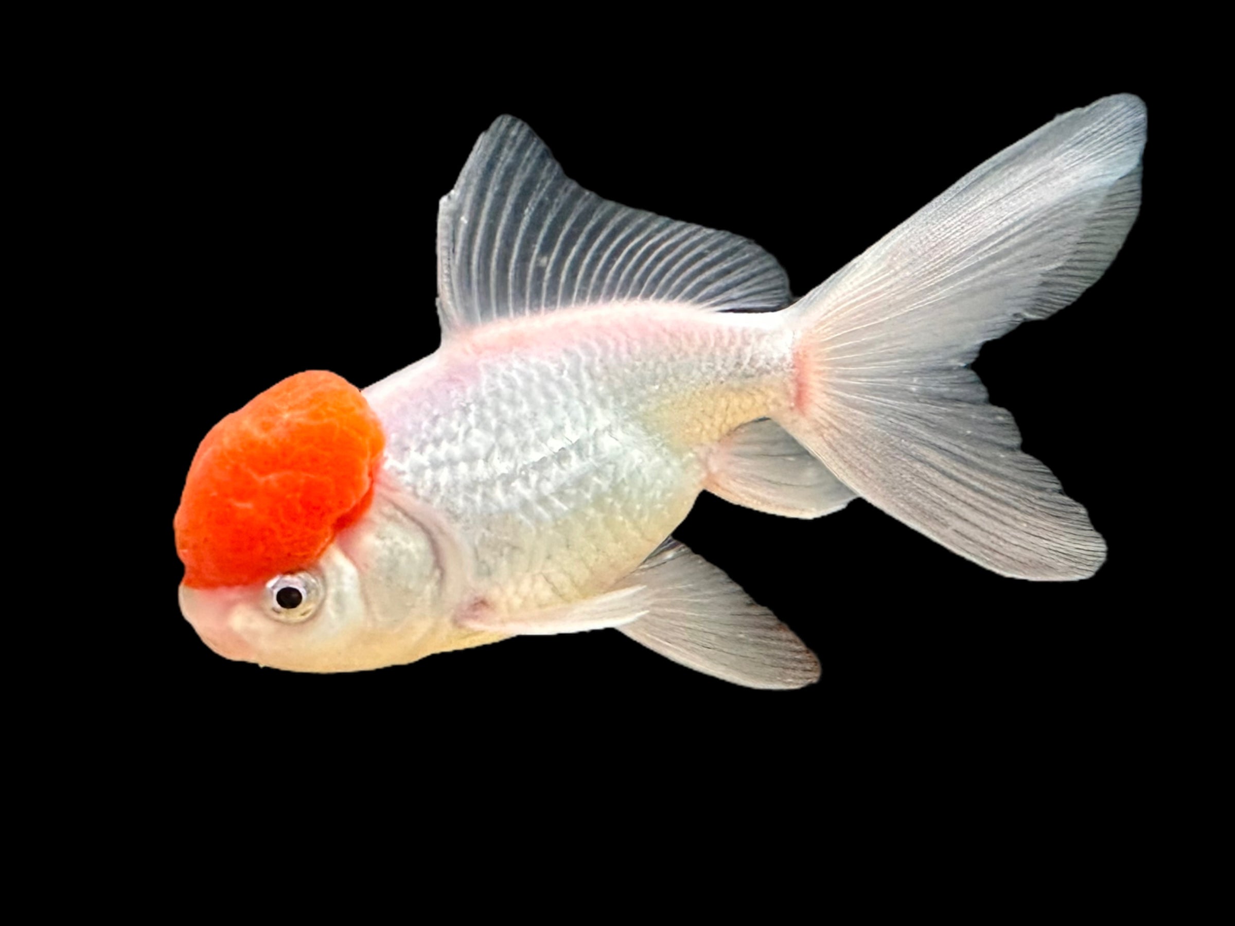 Poisson rouge Oranda à tête rouge