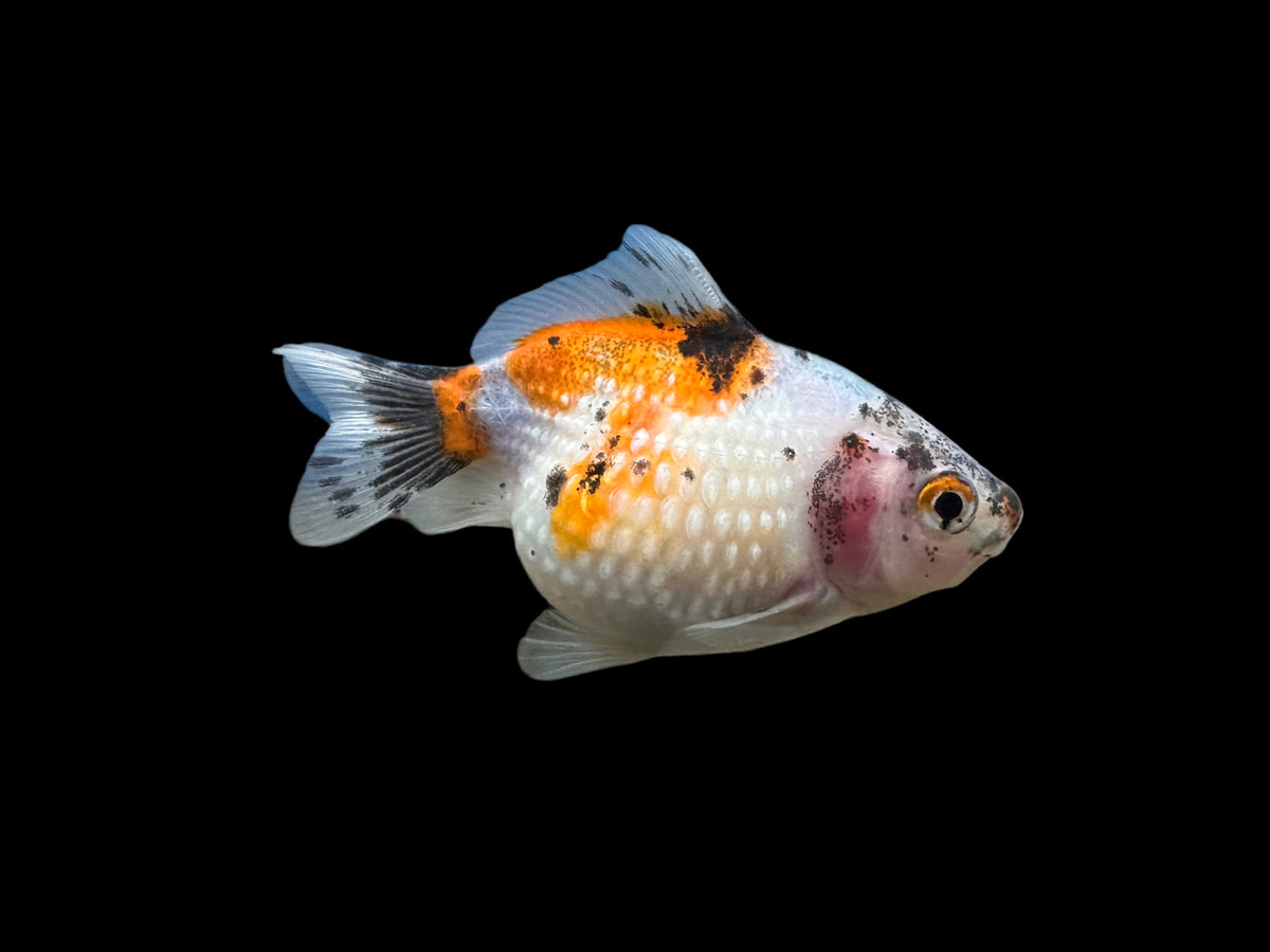 Carassins dorés Oranda panachés