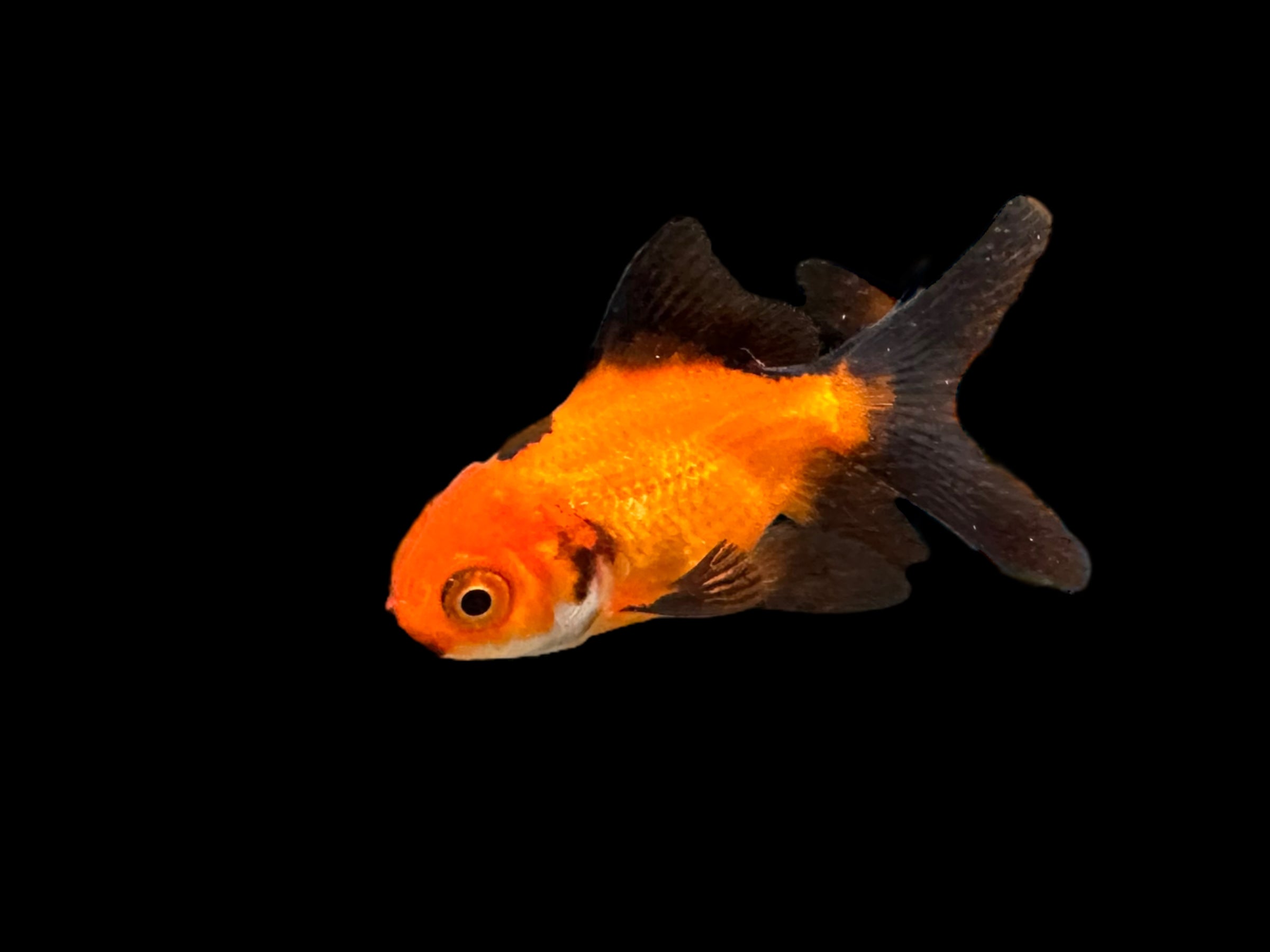 Assorted Oranda Goldfish