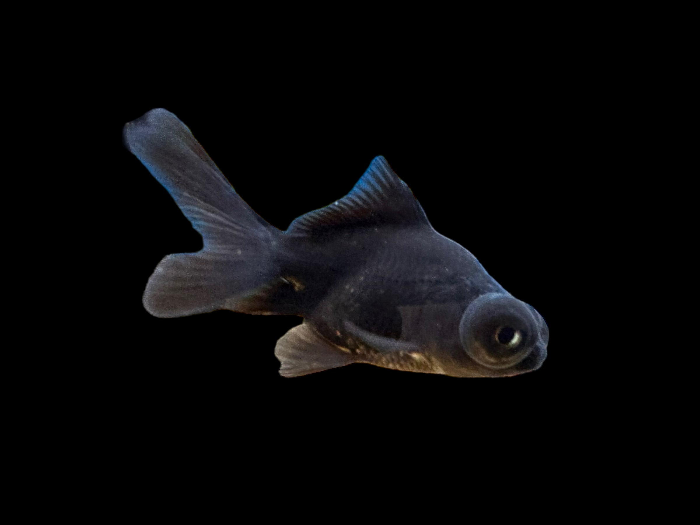 Black Moor Goldfish (Small) - Main Image