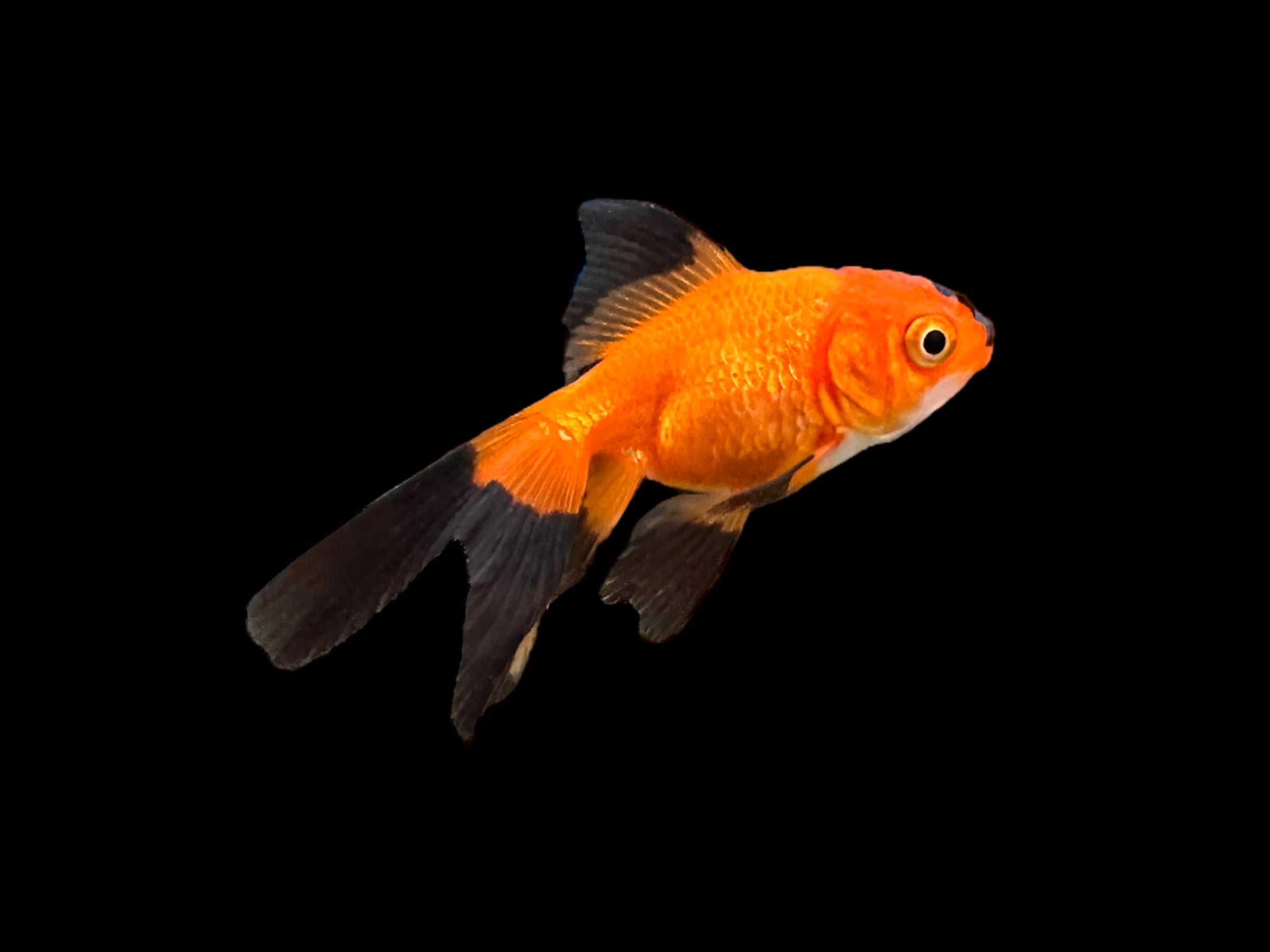 Assorted Oranda Goldfish
