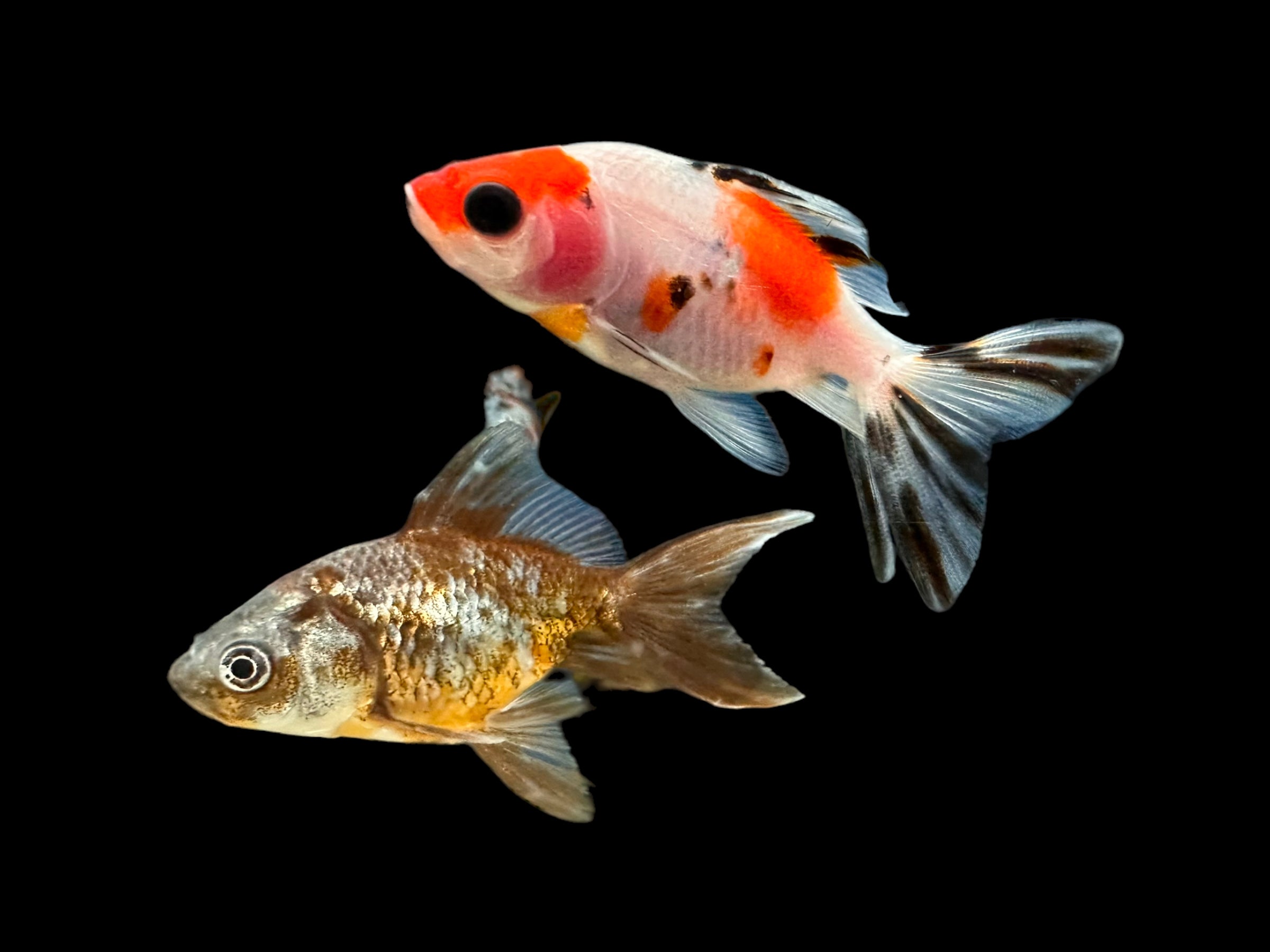 Thai Calico Oranda Goldfish