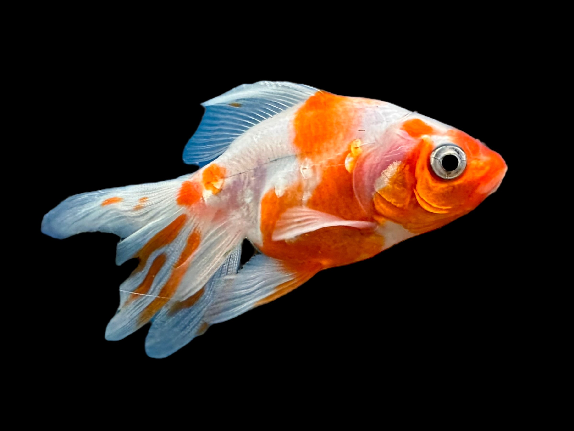 Red & White Ryukin Goldfish