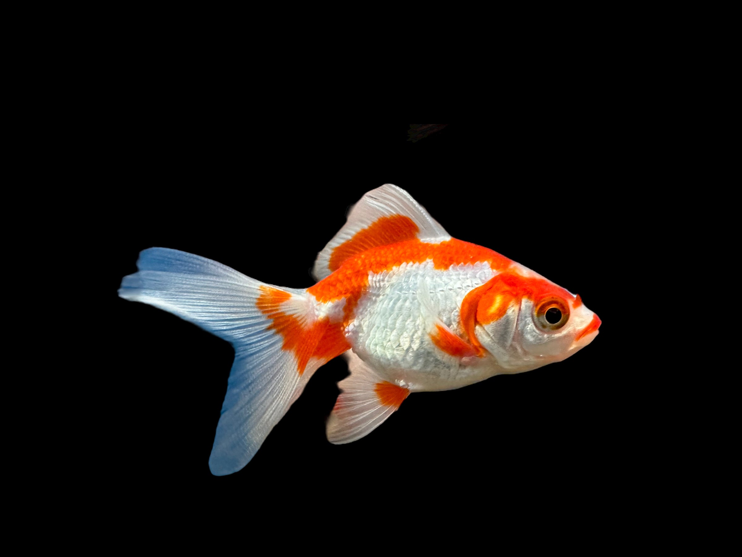 Red & White Ryukin Goldfish