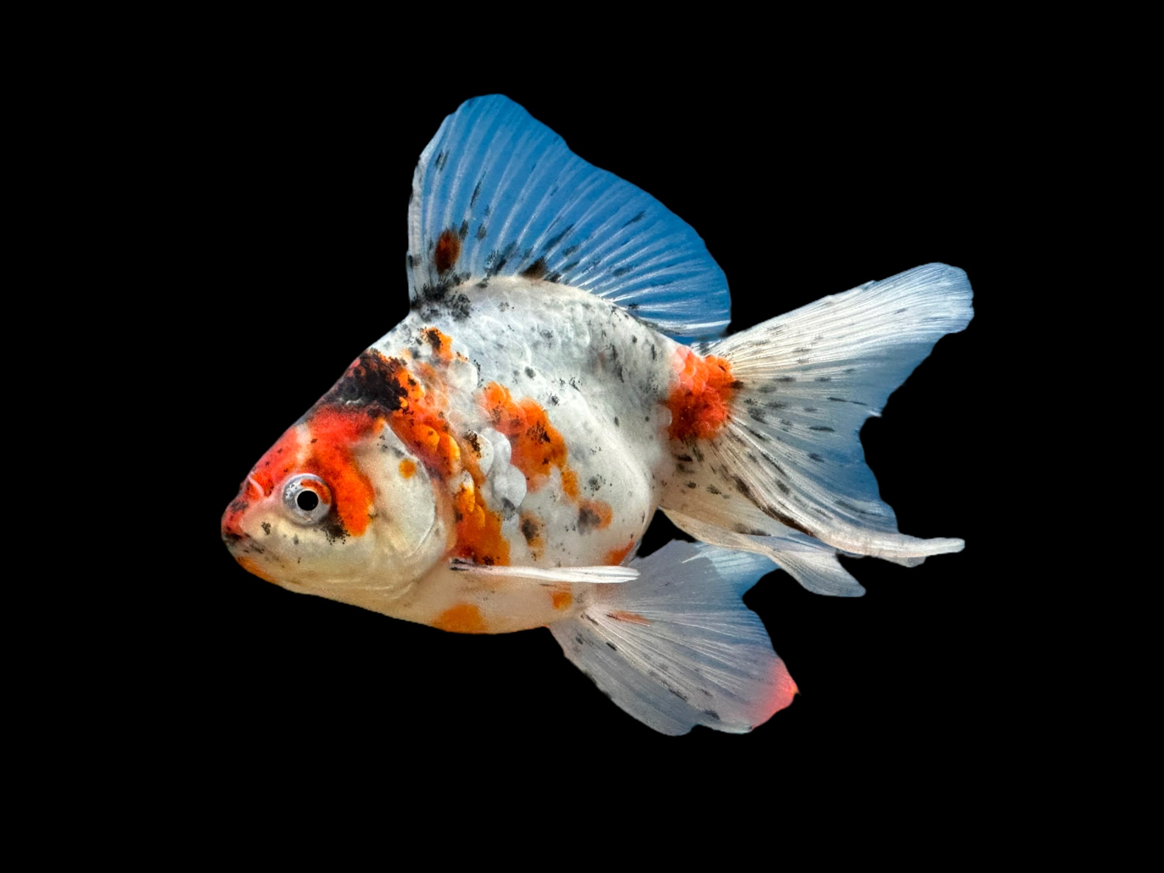 Assortiment de poissons rouges Ryukin