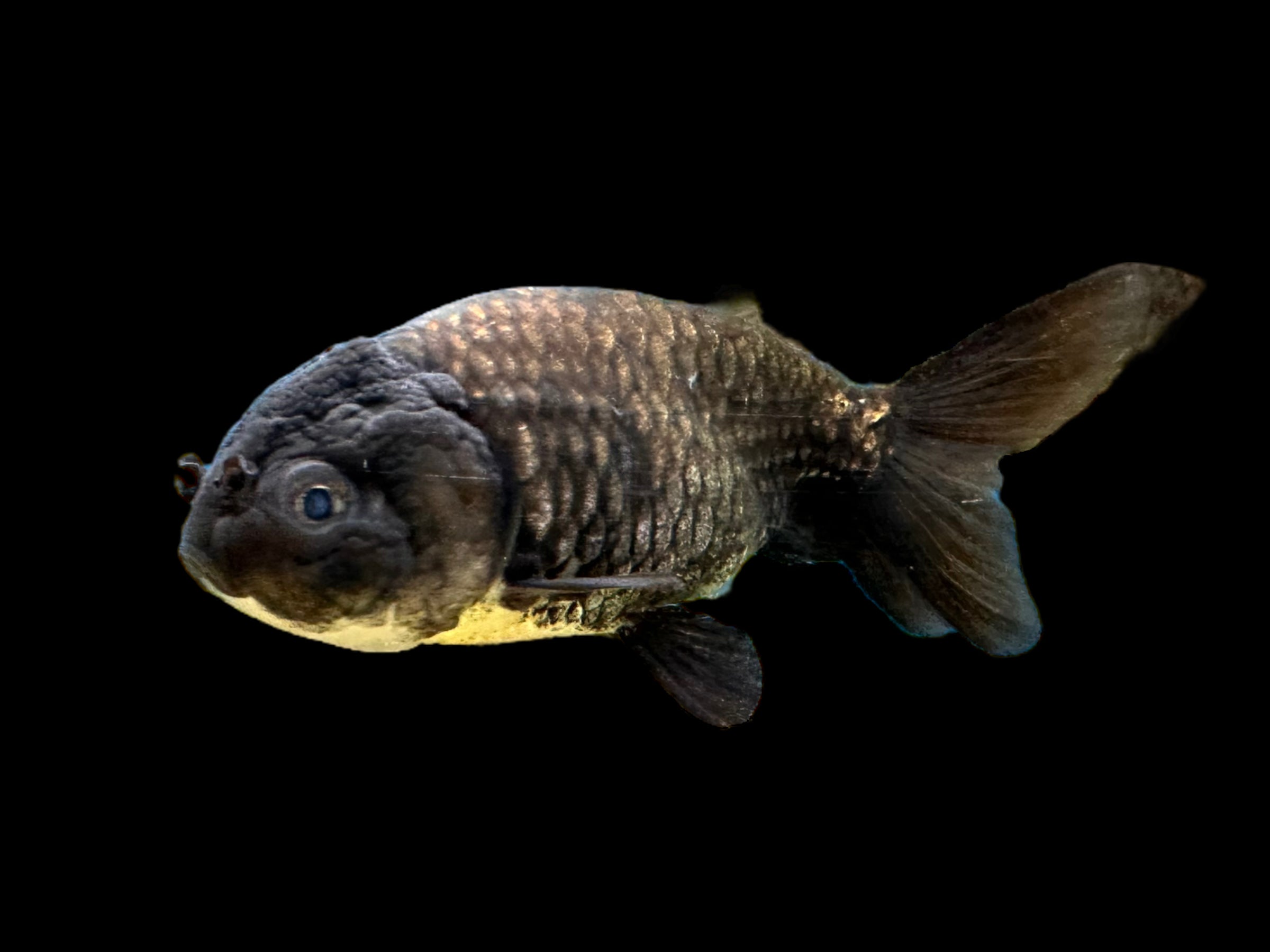 Poisson rouge Ranchu noir