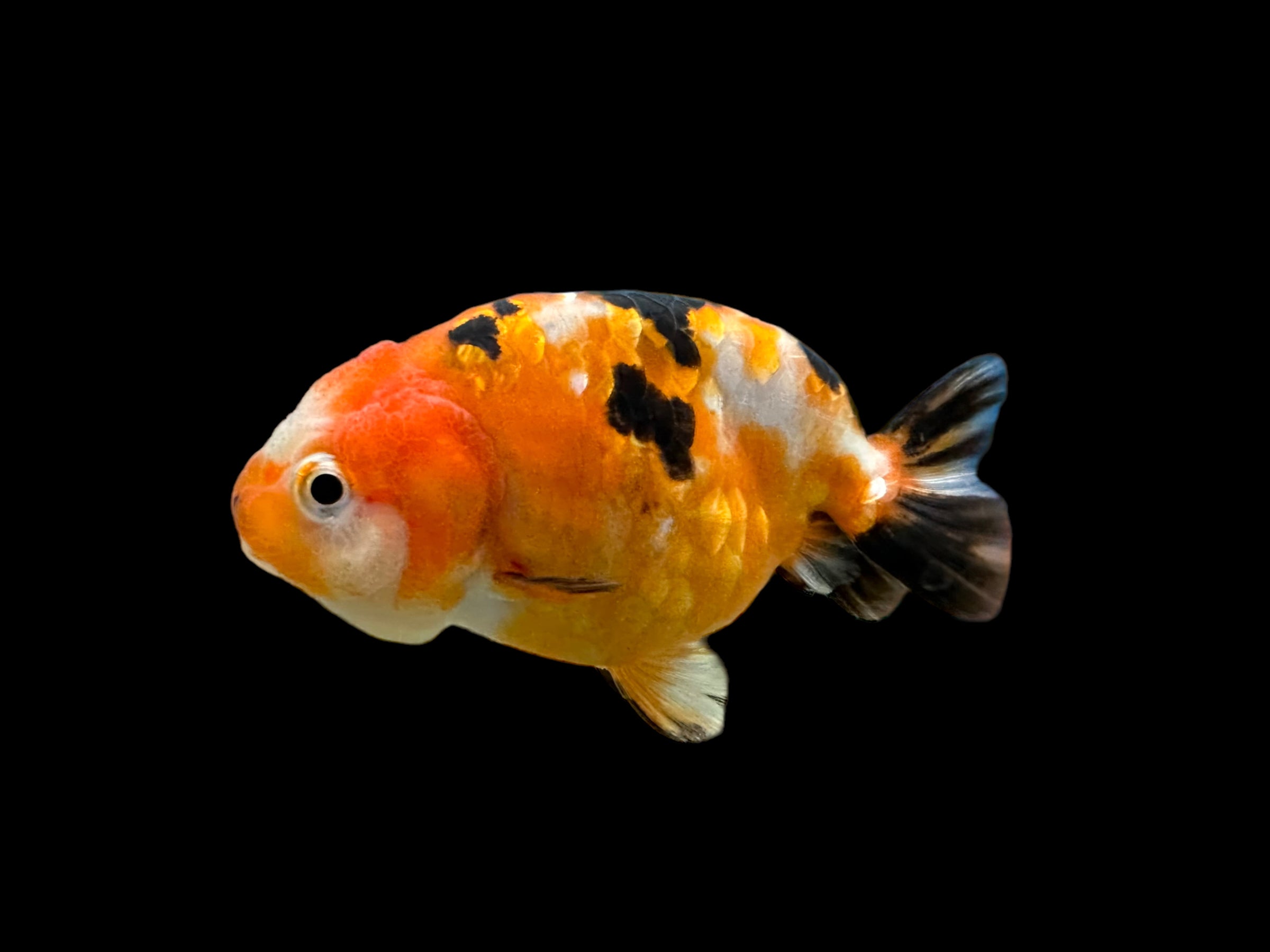 Poisson rouge Calico Ranchu