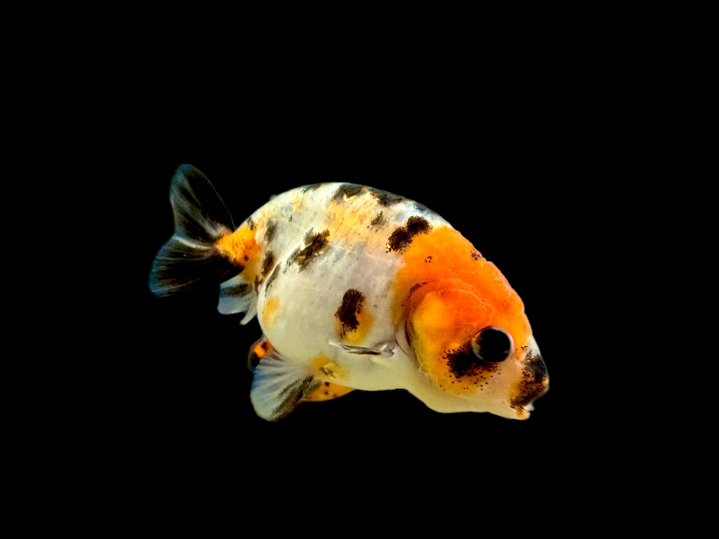 Poisson rouge Calico Ranchu