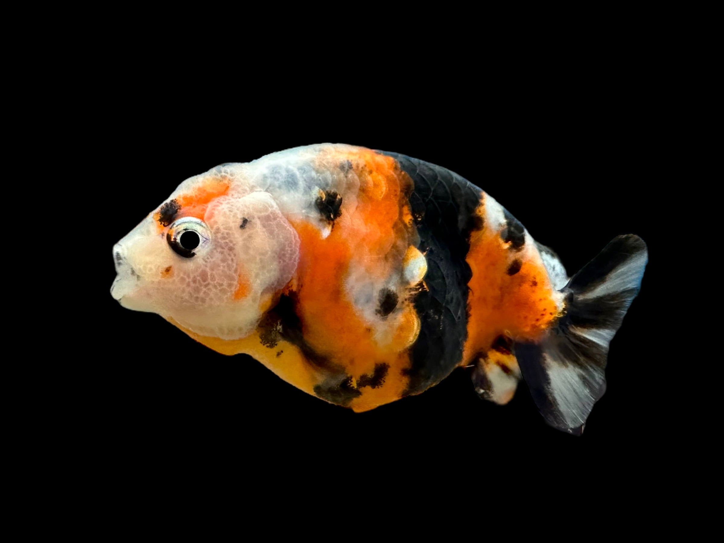Poisson rouge Calico Ranchu