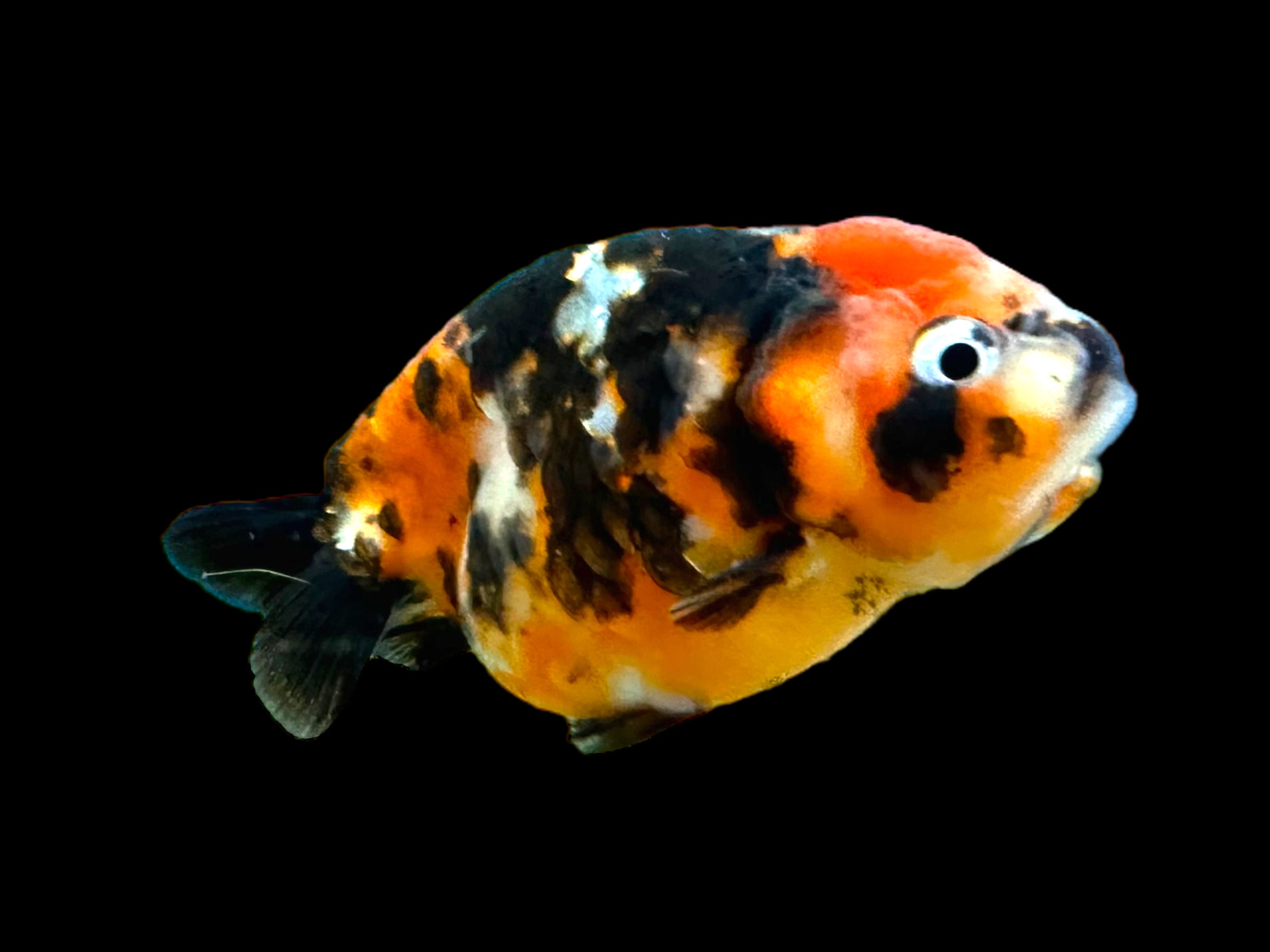 Poisson rouge Calico Ranchu