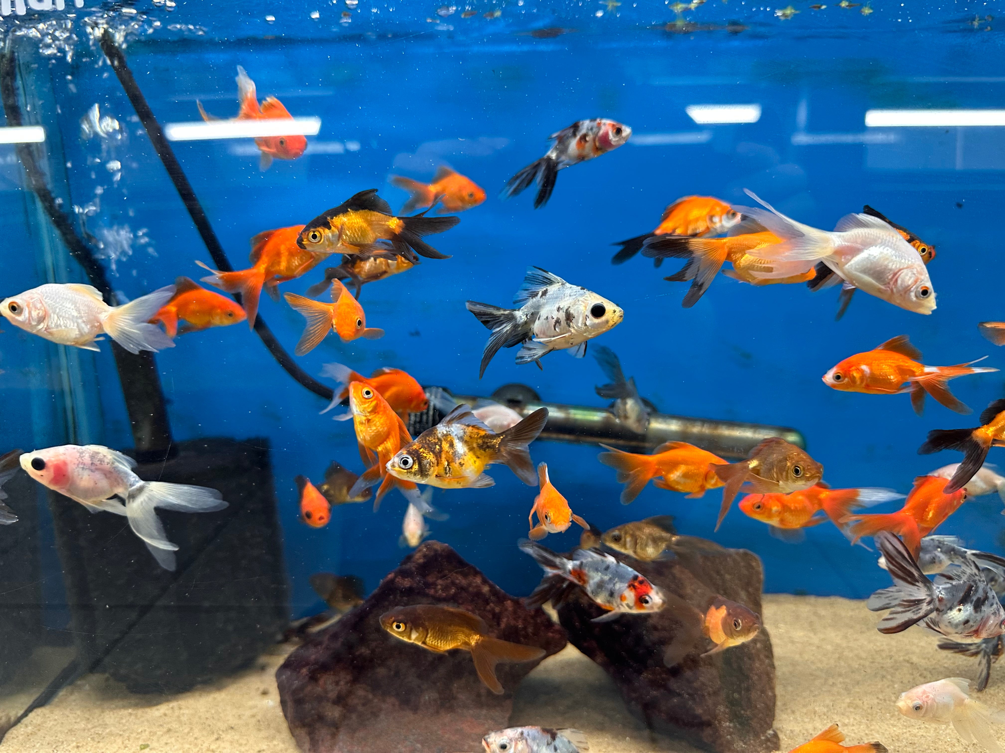 Illustration of Suitable Aquarium Size For Small Goldfish Schools