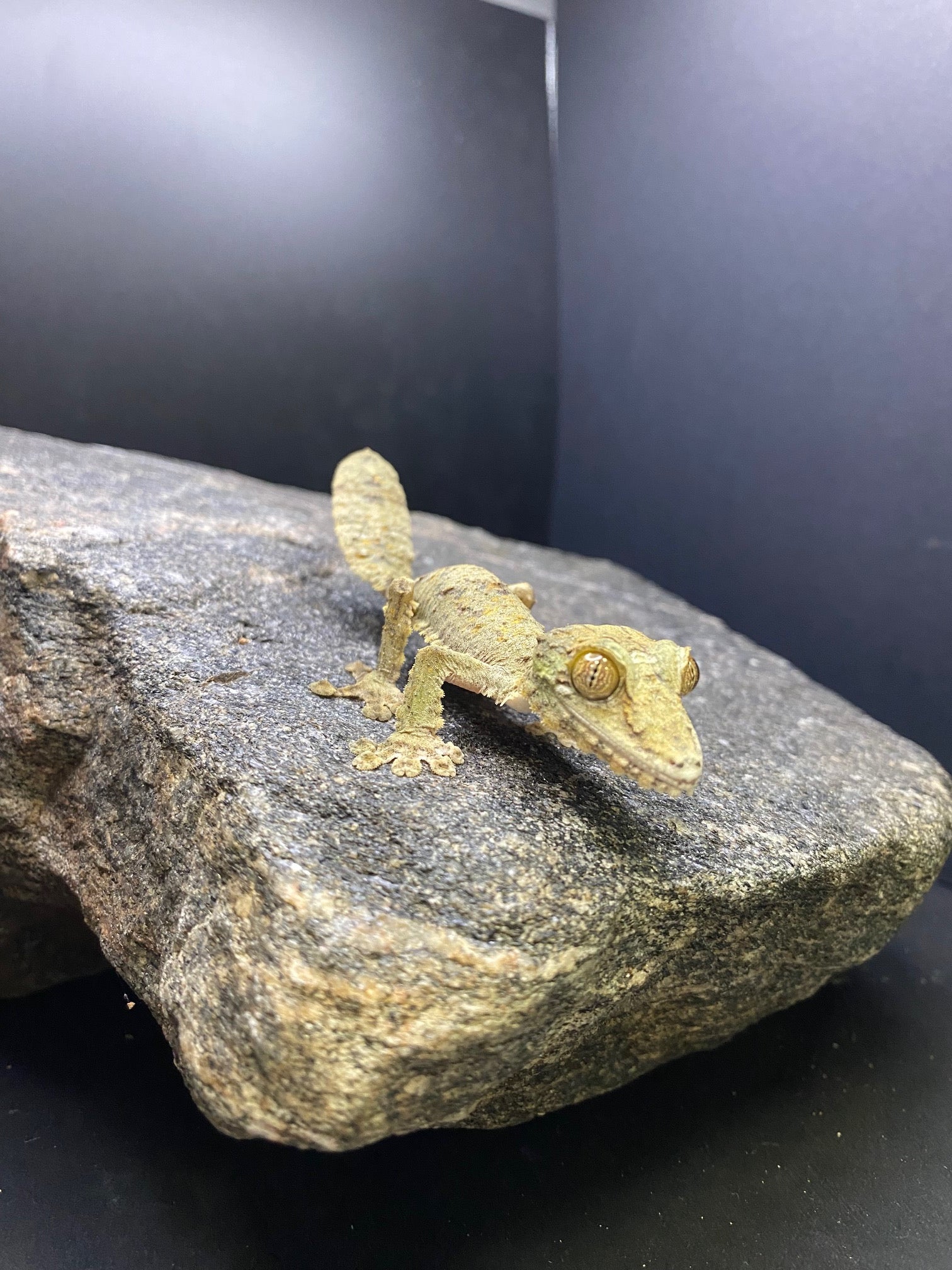 Common Leaf-Tailed Gecko (Uroplatus fimbriatus)