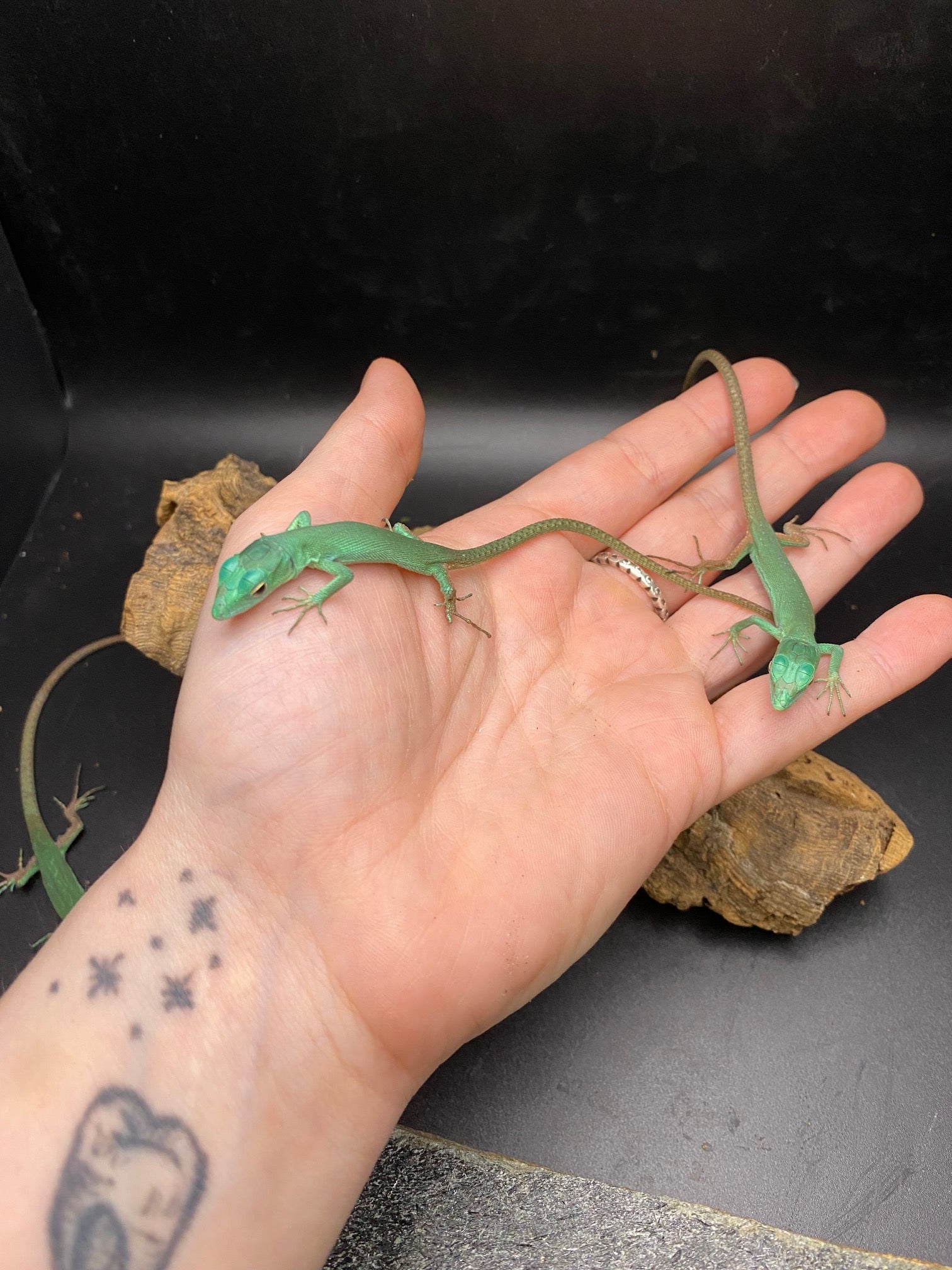 Lézard à ventre vert CBB (juvénile)