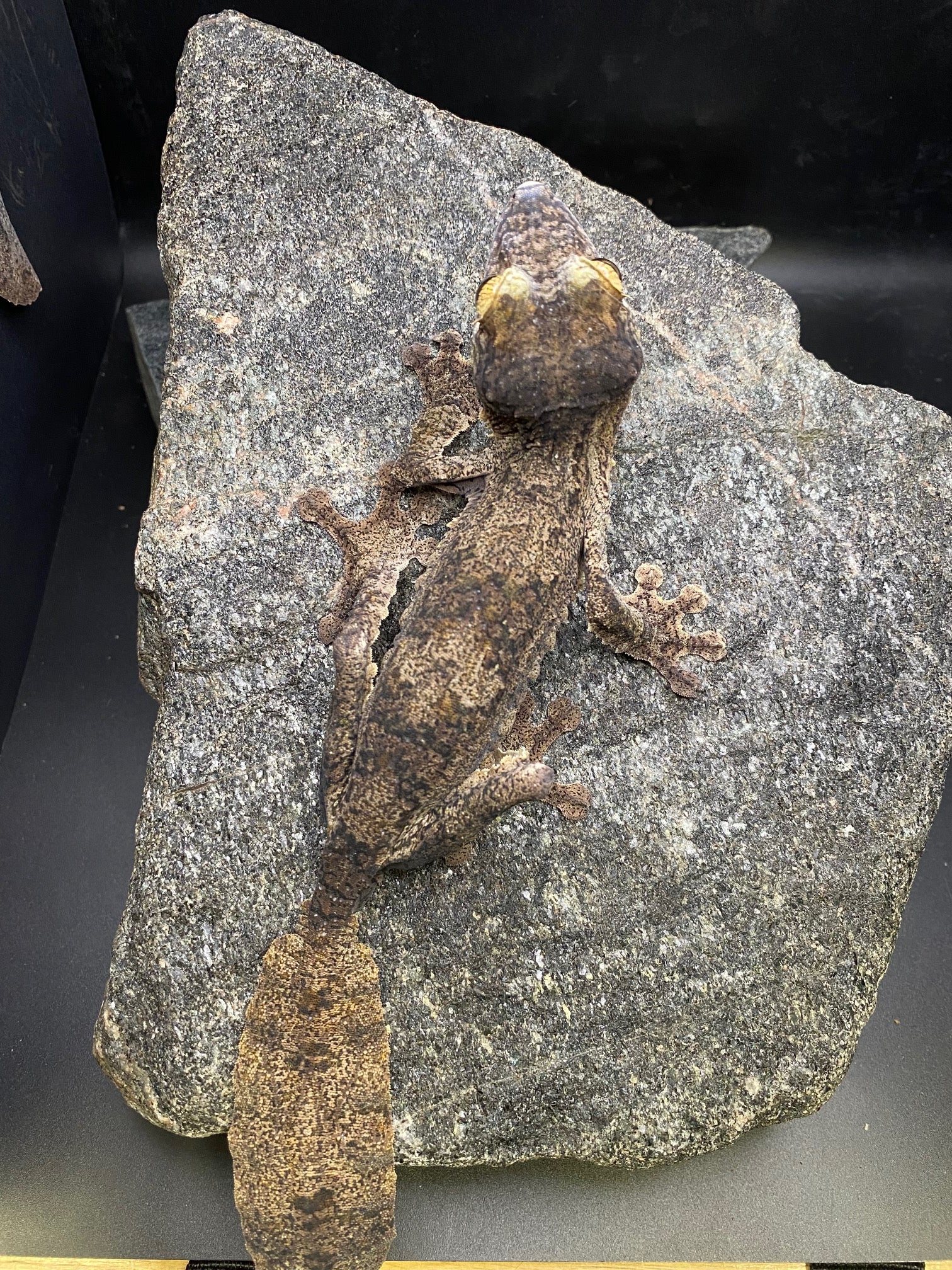 Common Leaf-Tailed Gecko (Uroplatus fimbriatus)
