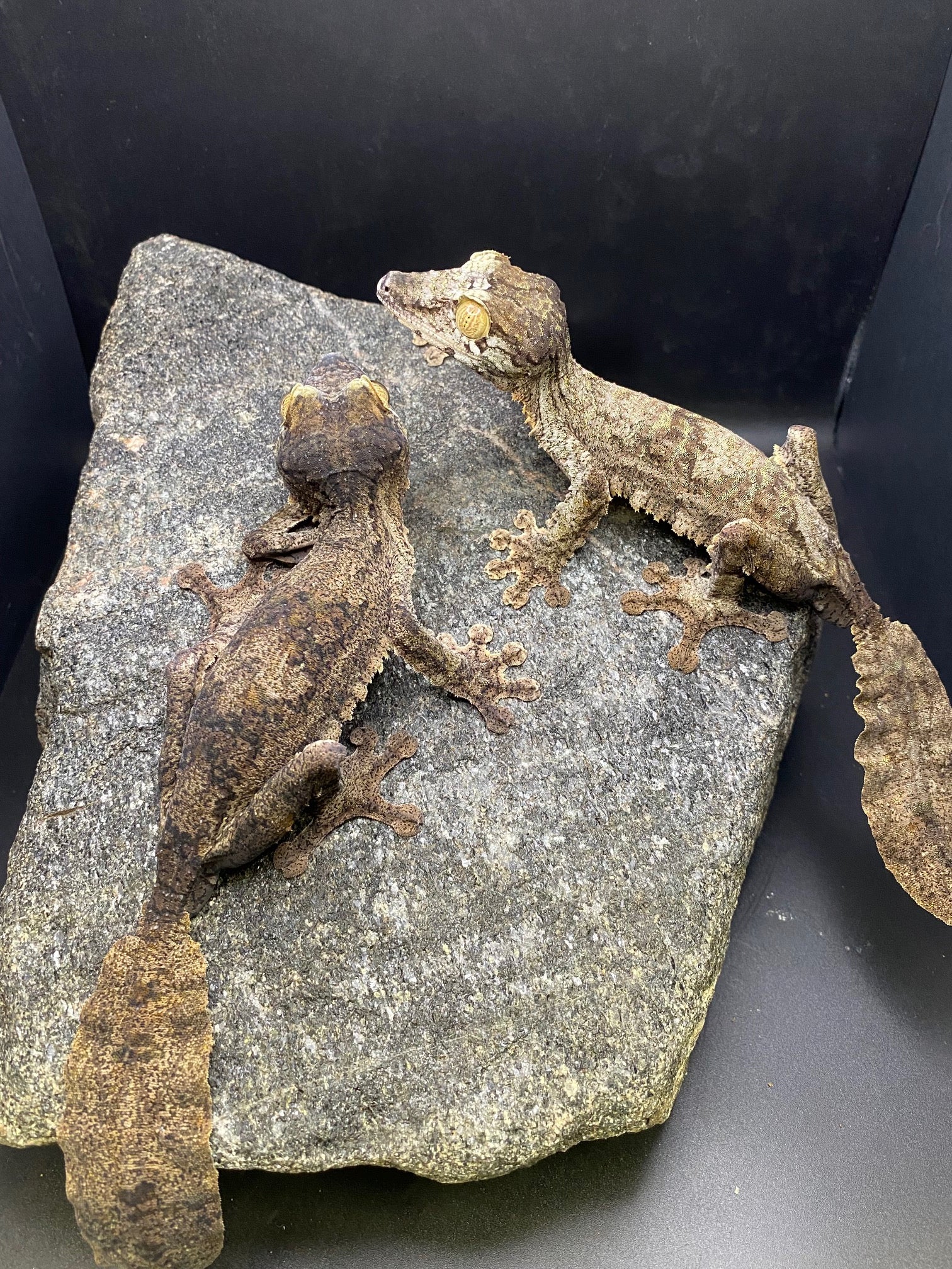 Common Leaf-Tailed Gecko (Uroplatus fimbriatus)