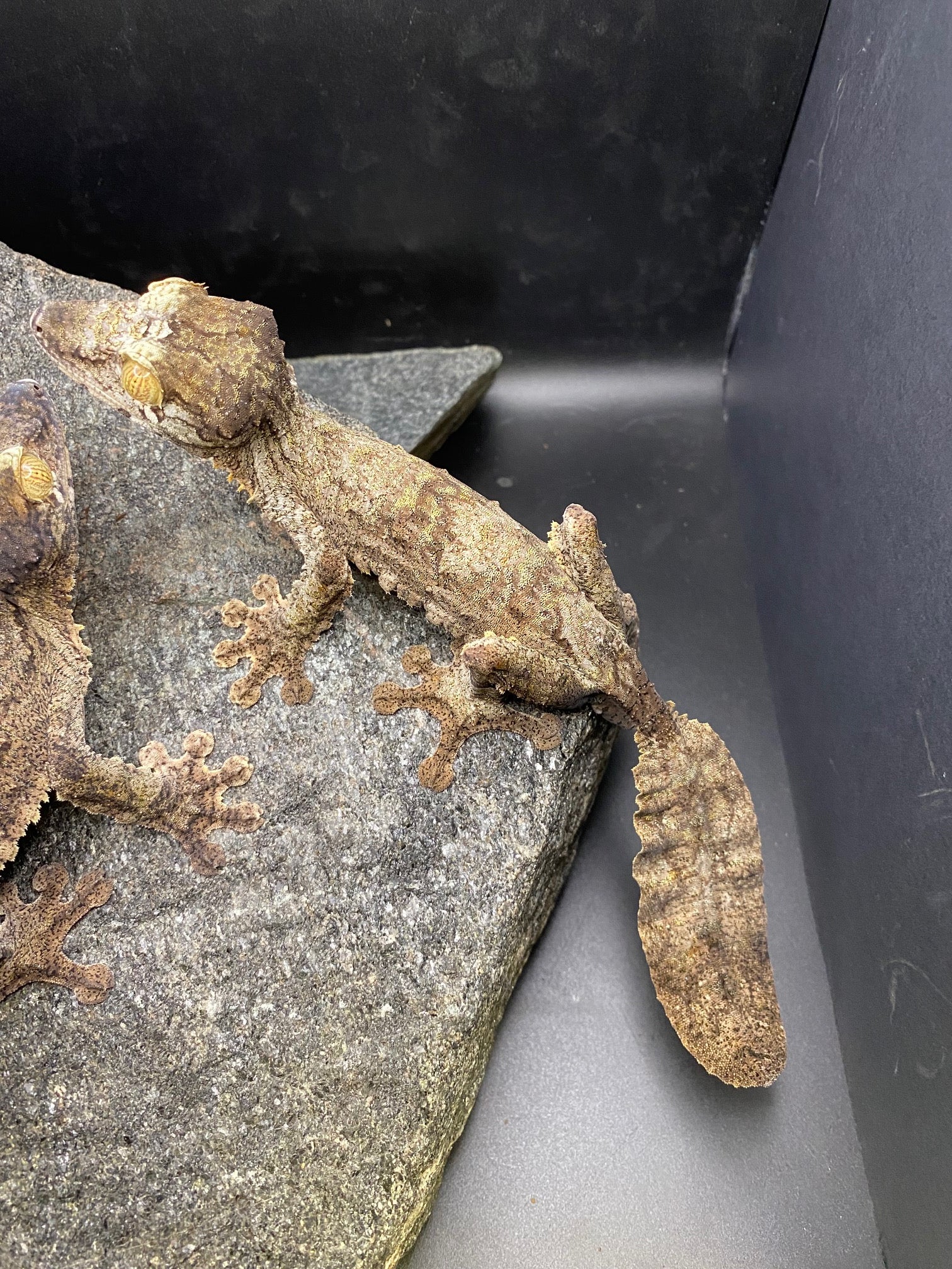 Common Leaf-Tailed Gecko (Uroplatus fimbriatus)