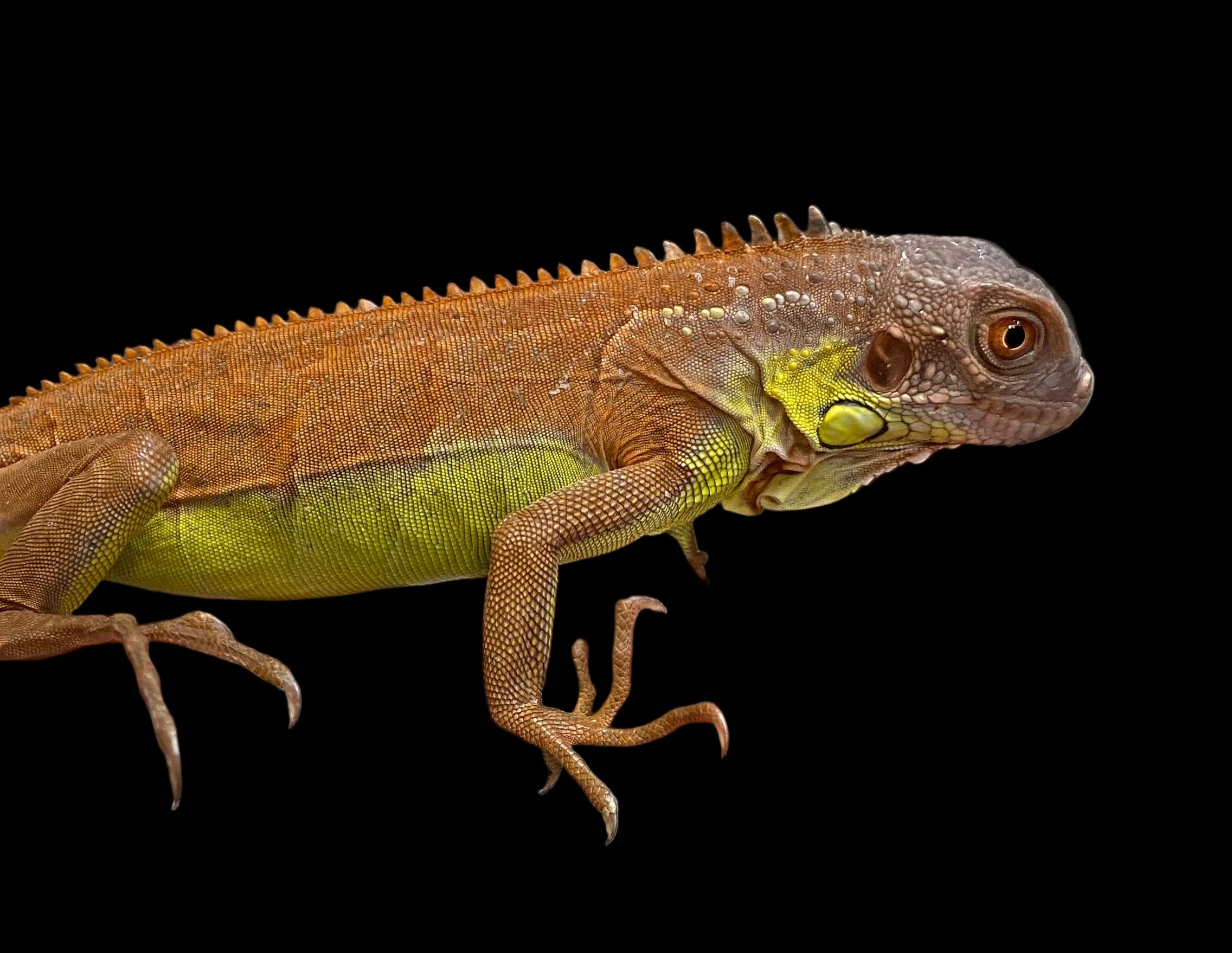 Iguane (vert)