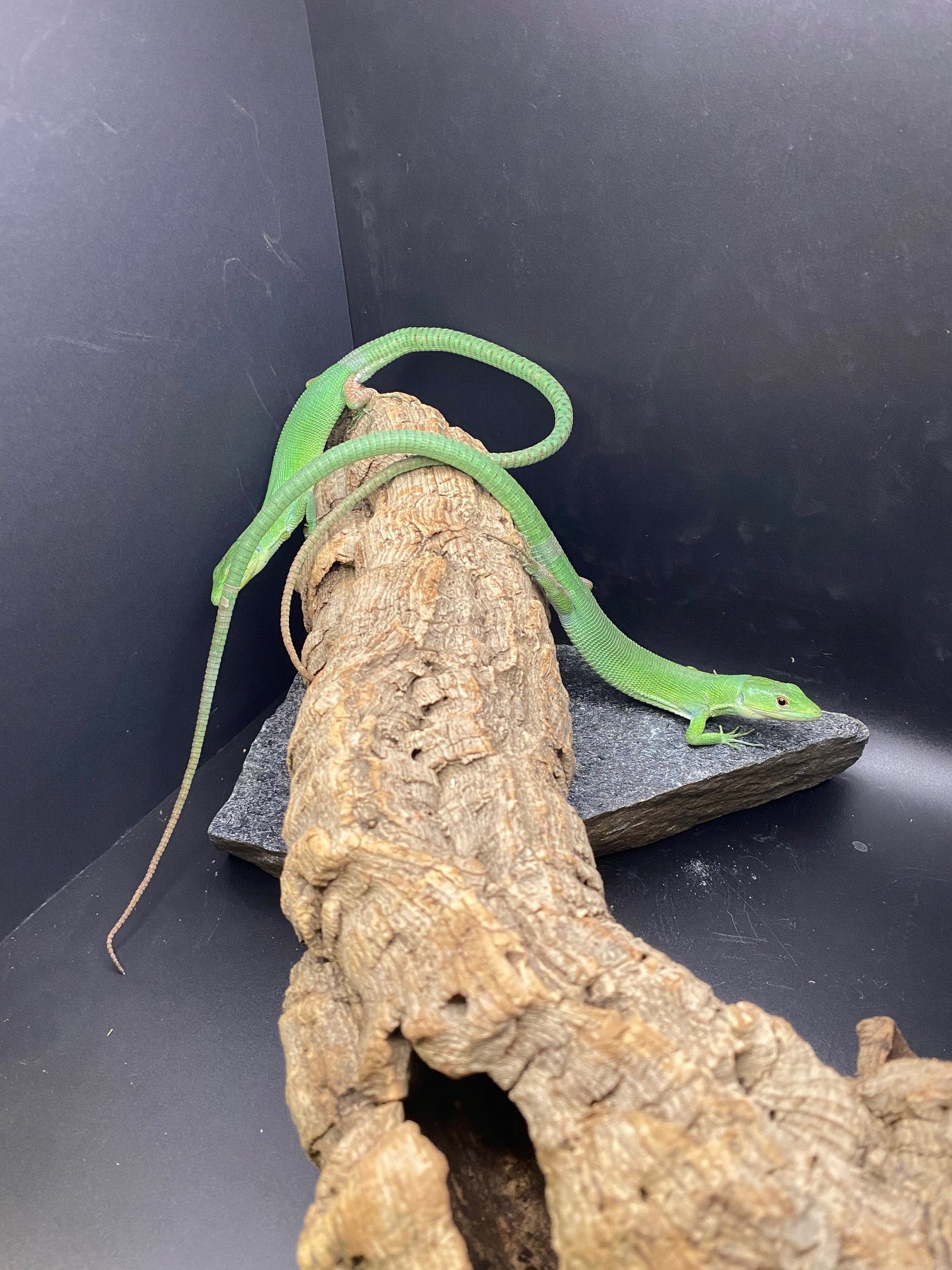 Green Keel-Bellied Lizard CBB