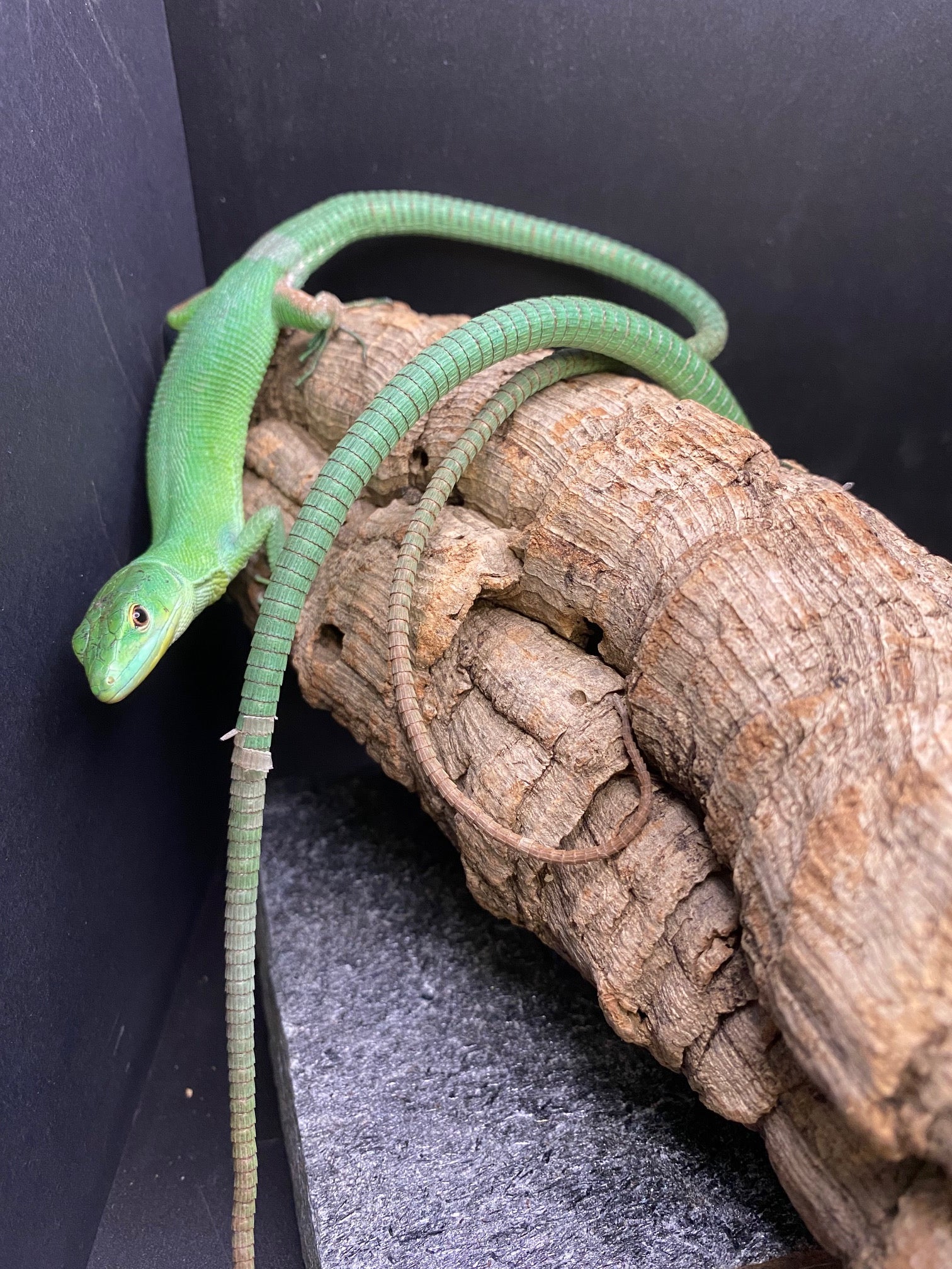Green Keel-Bellied Lizard CBB
